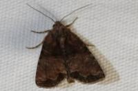 Mesoligia furuncula