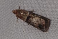 Acrobasis tumidana