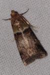 Acrobasis tumidana