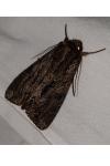 Apamea monoglypha monoglypha