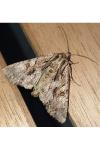 Apamea monoglypha monoglypha