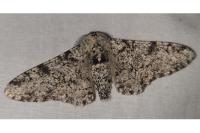 Biston betularia