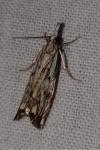Catoptria falsella