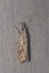 Catoptria falsella