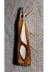 Catoptria pinella
