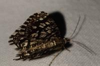 Chiasmia clathrata
