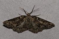 Cleorodes lichenaria