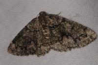 Cleorodes lichenaria