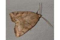 Cosmia trapezina