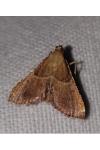 Endotricha flammealis
