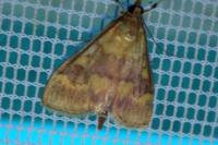 Ostrinia nubilalis