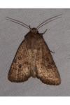 Hoplodrina octogenaria