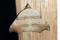 Laspeyria flexula