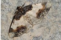 Ligdia adustata