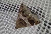 Dysgonia algira