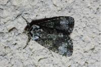 Craniophora ligustri