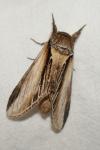 Pheosia tremula