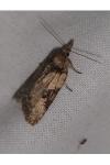 Nycteola revayana