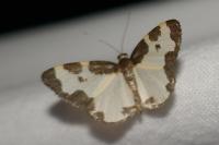 Lomaspilis marginata
