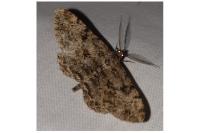 Peribatodes rhomboidaria rhomboidaria