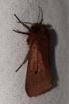 Phragmatobia fuliginosa