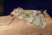 Polyphaenis sericata