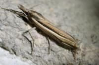 Ancylolomia tentaculella