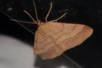 Scopula rubiginata