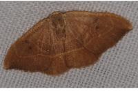 Watsonalla binaria