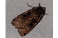 Xestia triangulum