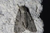 Acronicta psi/tridens