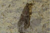 Ephestia