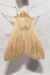 Mythimna pallens