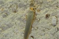 Manulea complana