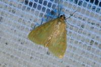 Sitochroa verticalis