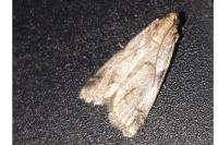 Acrobasis