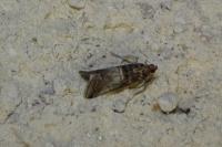 Acrobasis advenella