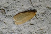 Wittia sororcula
