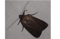Amphipyra tragopoginis