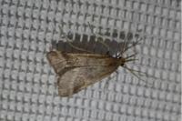 Synaphe punctalis