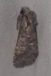 Brachylomia viminalis