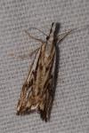 Catoptria falsella