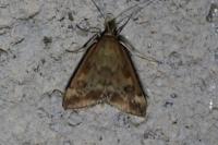 Pyrausta despicata