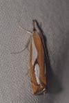 Catoptria pinella