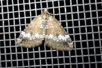 Perizoma alchemillata