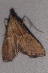 Endotricha flammealis