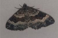 Epirrhoe alternata