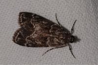 Eudonia mercurella