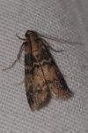 Euzophera pinguis