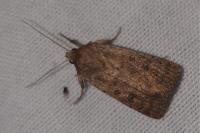 Hoplodrina octogenaria